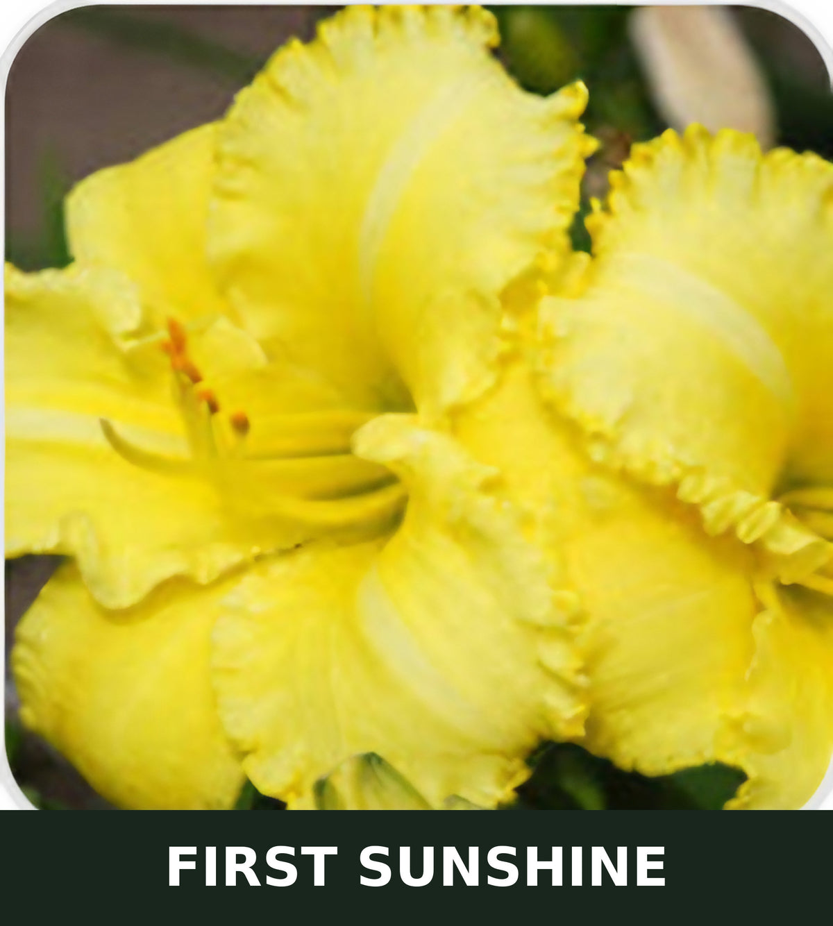 First Sunshine bare root daylily