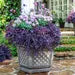 Purple Daydream Loropetalum