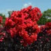 Black Diamond Red Crepe Myrtle