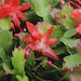 Quart Orange Christmas Cactus