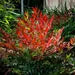 Obsession Nandina