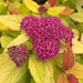 Spirea Double Play Candy Corn