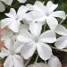 White Plumbago