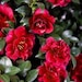 October Magic Ruby Camellia