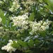 Wax Leaf Ligustrum