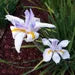 Butterfly Iris