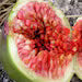 Desert King Fig