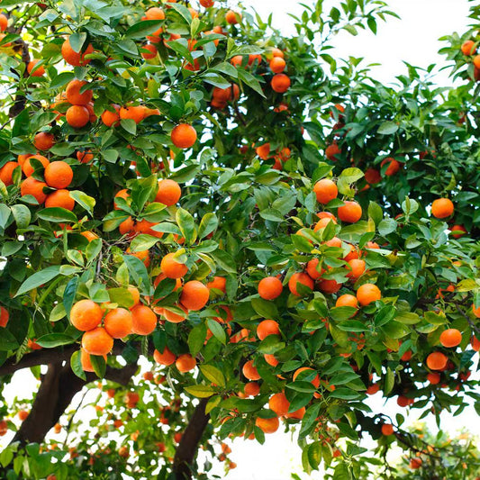 Louisiana Sweet Orange Tree 2–3 Ft