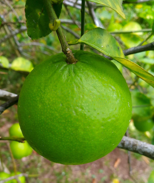 Key Lime Tree 2–3 Ft Tall