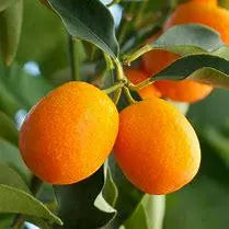 Meiwa Sweet Kumquat Tree