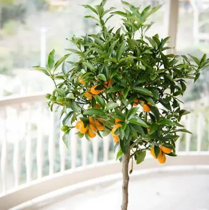 Meiwa Sweet Kumquat Tree