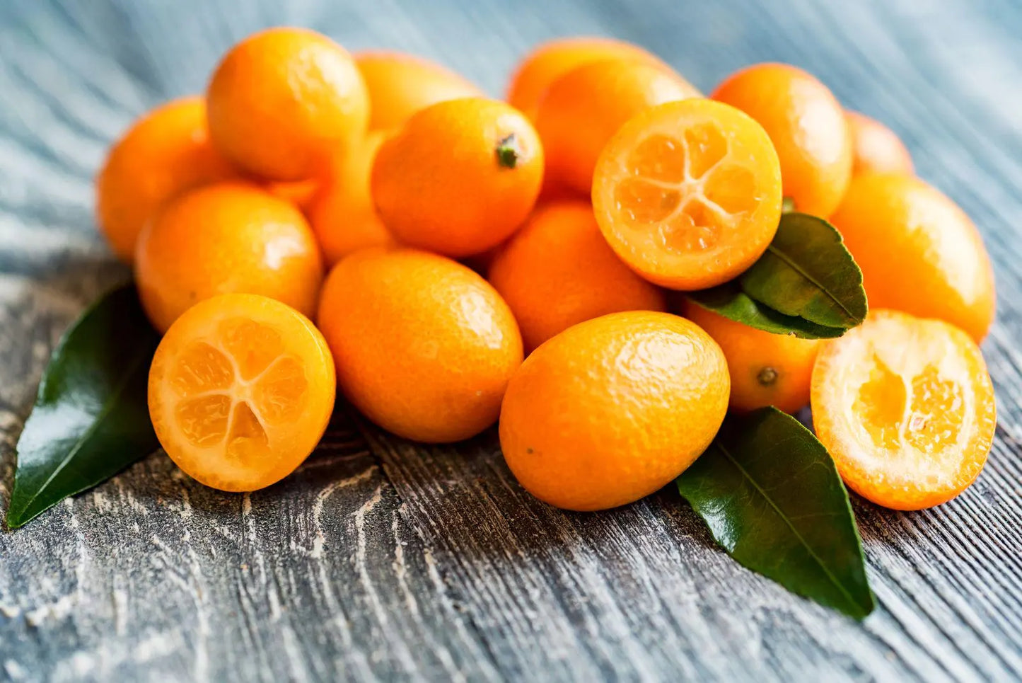 Meiwa Sweet Kumquat Tree