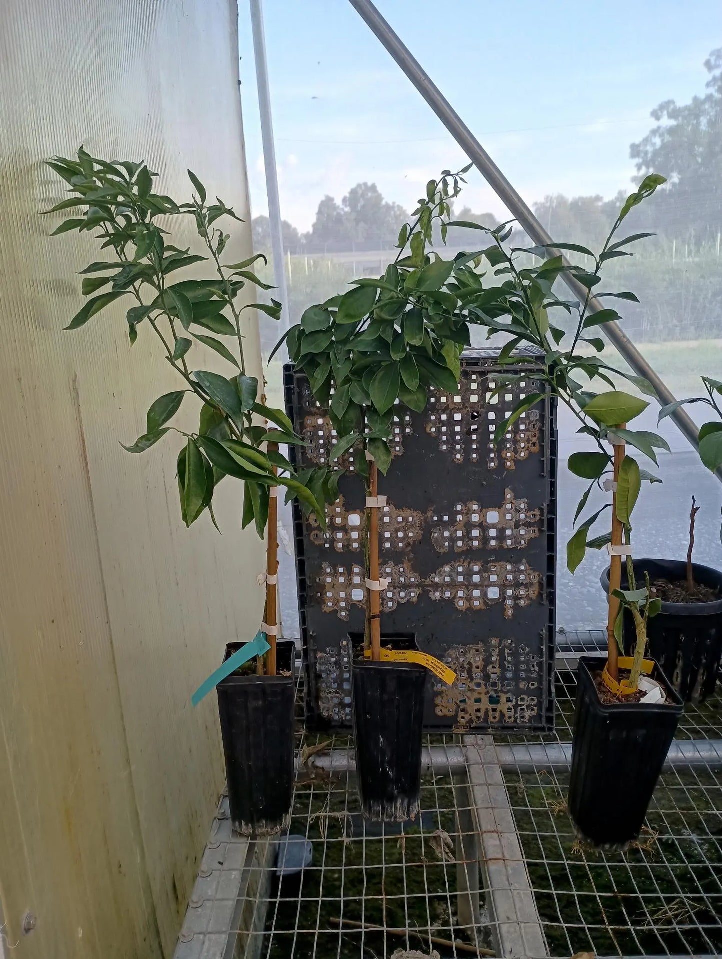 Finger Lime - Citrus Caviar Tree
