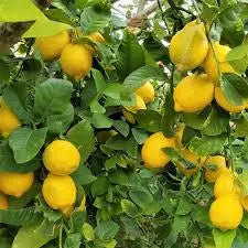 Lisbon Lemon Tree 2–3 Ft Tall