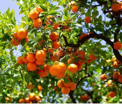 Owari Satsuma Tree 2–3 Ft Tall | Cold Hardy Citrus Tree