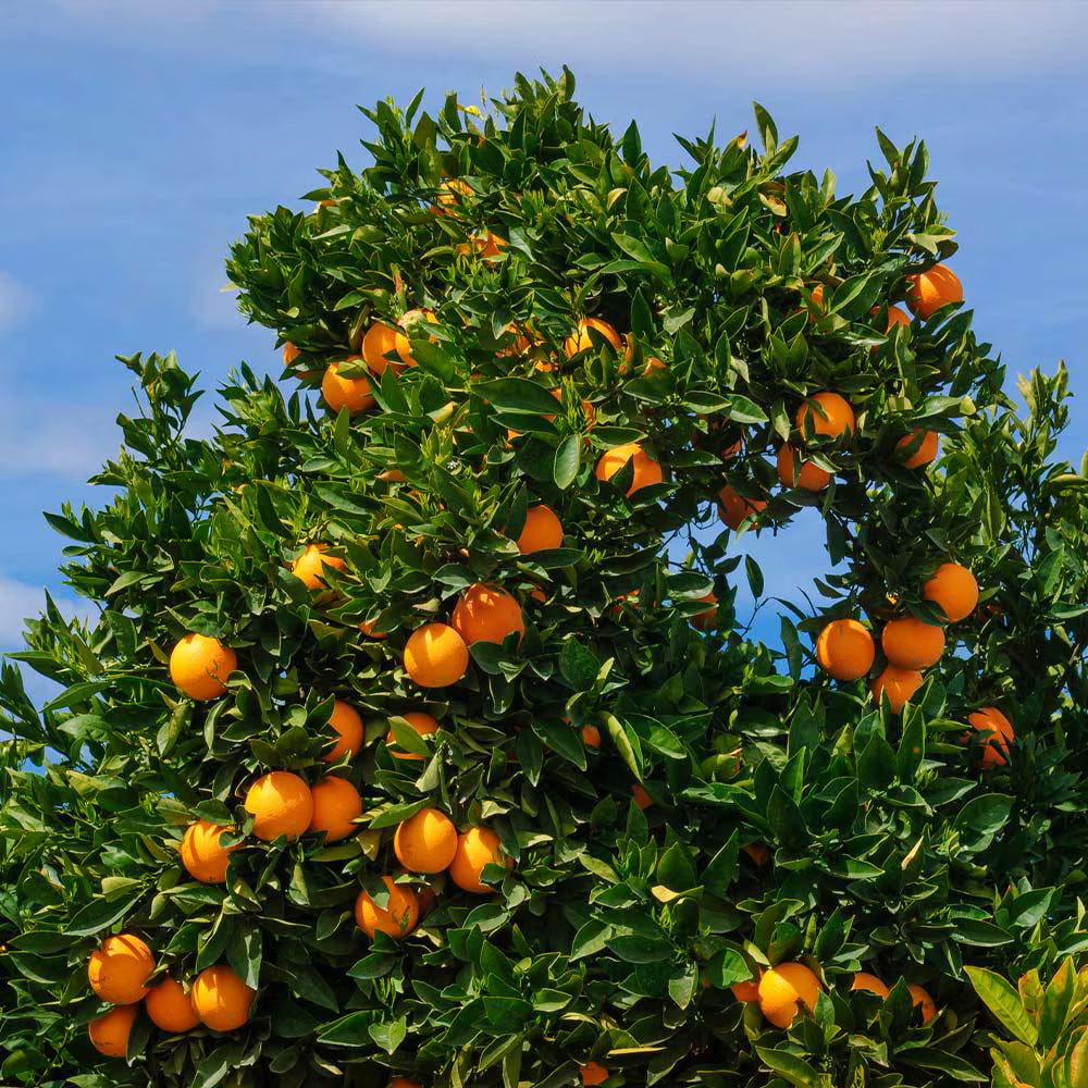 Cara Cara Red Navel Orange Tree 2–3 Ft Tall