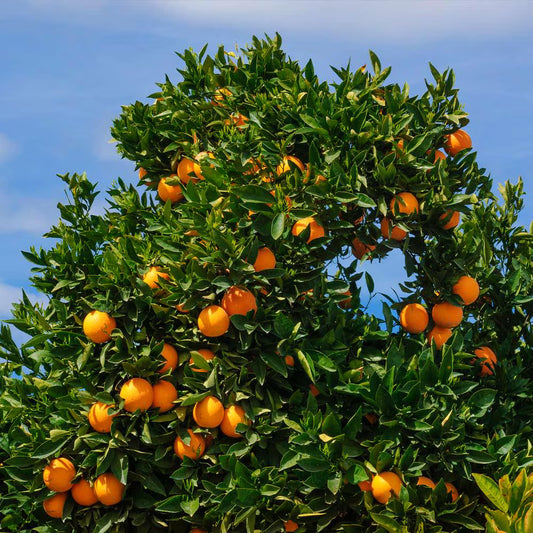 Cara Cara Red Navel Orange Tree 2–3 Ft Tall