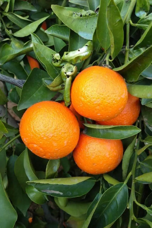 Page Mandarin Tree 2–3 Ft Tall