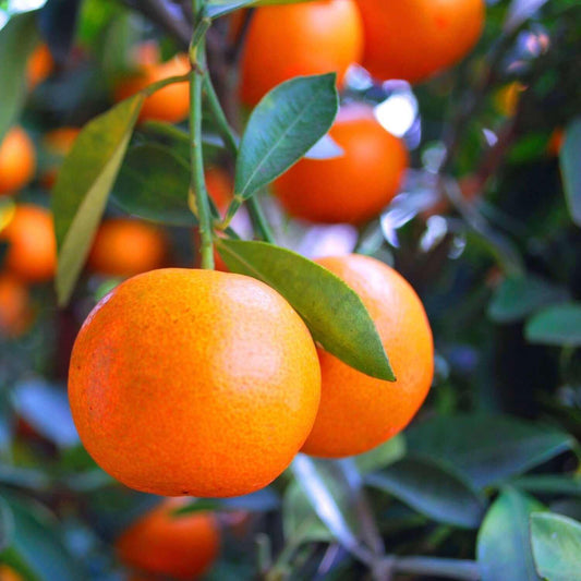 Dancy Tangerine Tree 2–3 Ft Tall