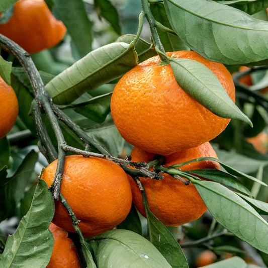 Sunburst Tangerine Tree 2–3 Ft