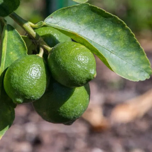 Persian Lime Tree 2–3 Ft Tall Live Citrus Plant