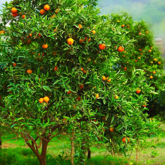 Clementine Orange Tree 2–3 Ft Tall