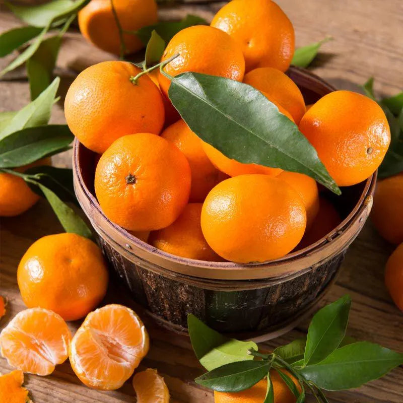 Ponkan Mandarin Tree 2–3 Ft Tall
