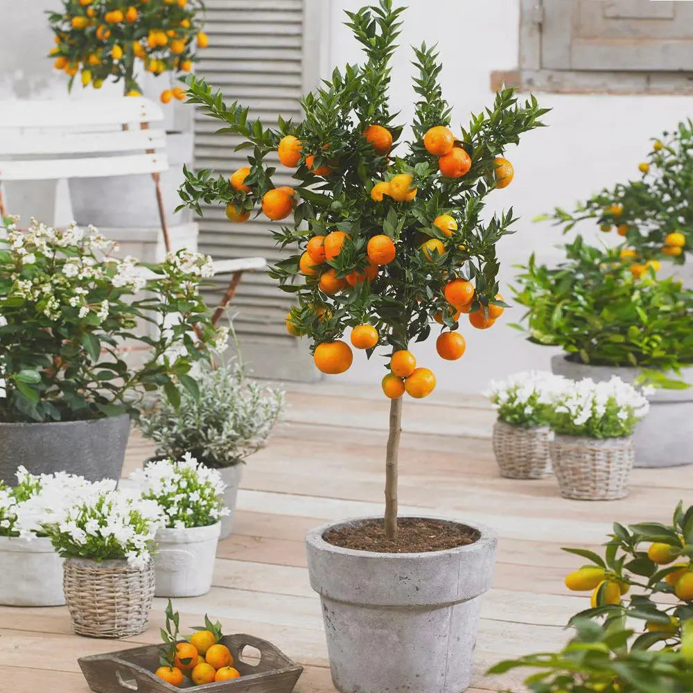 Seto Satsuma Tree 2–3 Ft Tall