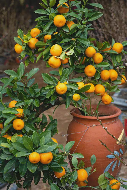 Owari Satsuma Tree 2–3 Ft Tall | Cold Hardy Citrus Tree