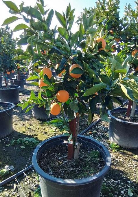 Valencia Orange Tree 2–3 Ft Tall