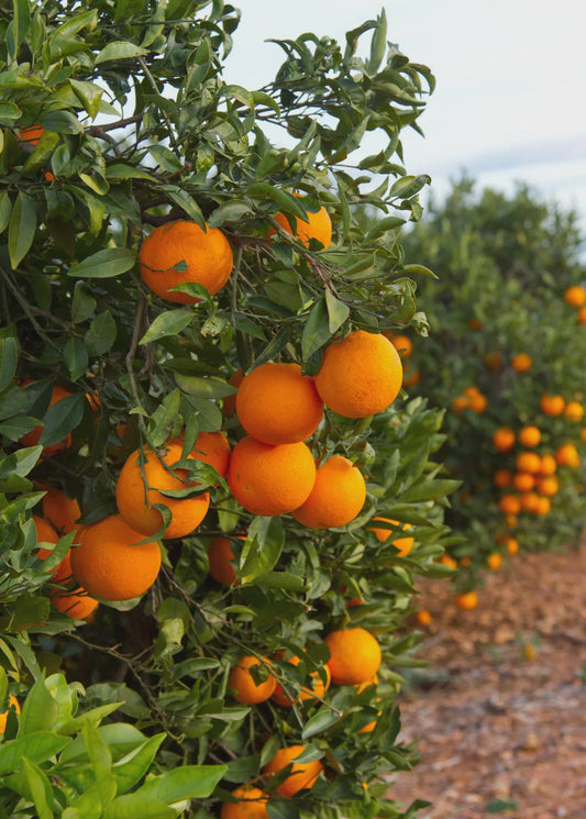 Valencia Orange Tree 2–3 Ft Tall