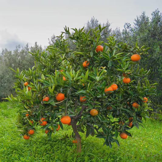 Washington Navel Orange Tree 2–3 Ft Tall