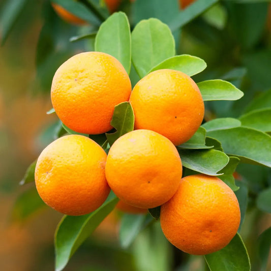 Brown Select Satsuma Tree 2–3 Ft Tall
