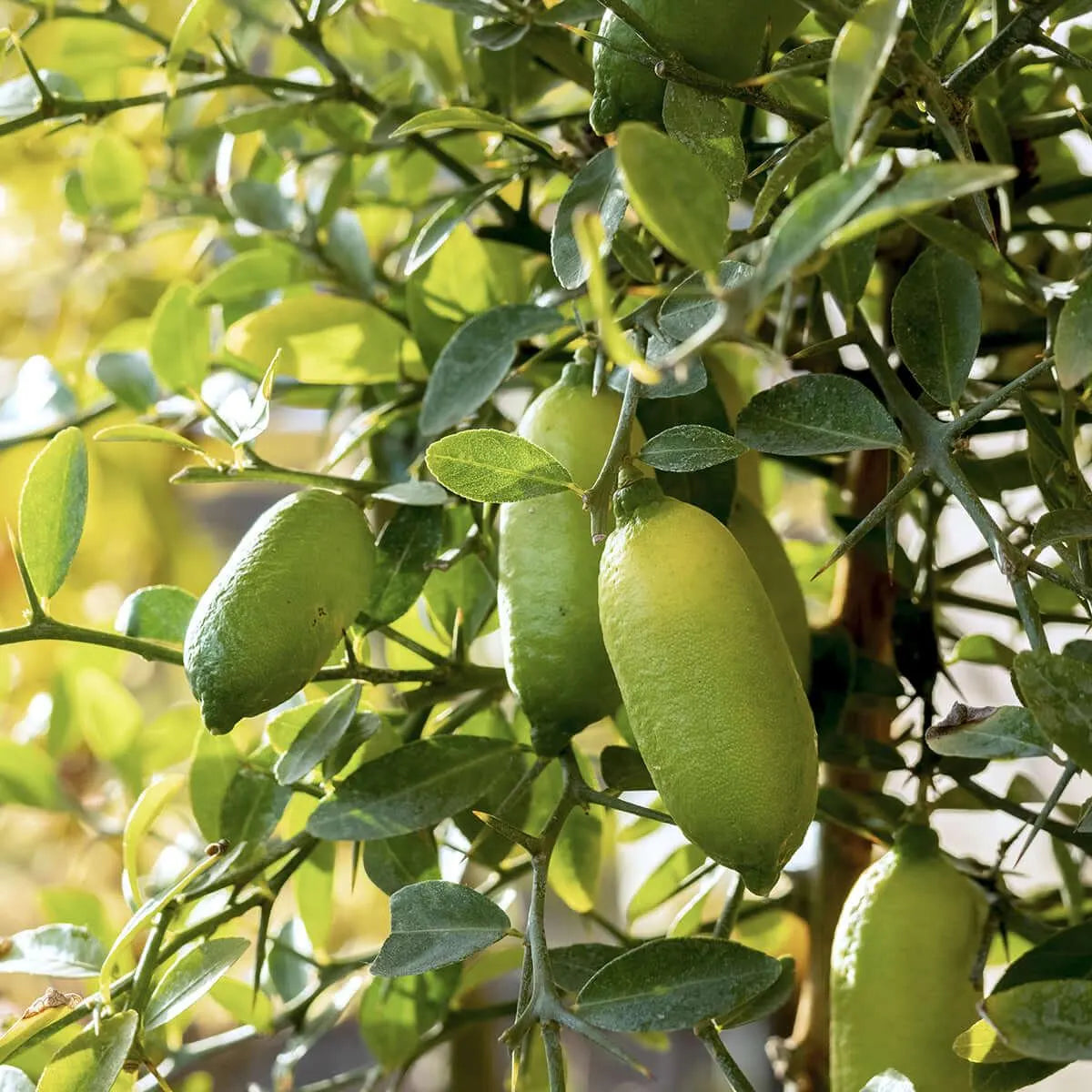 Finger Lime - Citrus Caviar Tree