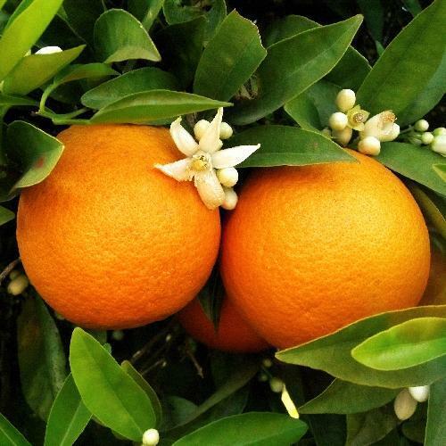 Louisiana Sweet Orange Tree 2–3 Ft