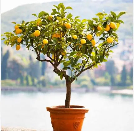 Meyer Lemon Tree 2-3 Ft