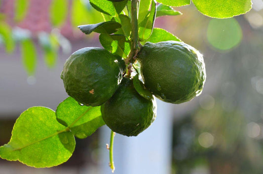 Kaffir Lime Tree 2–3 Ft Tall