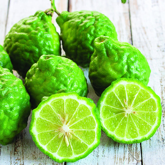 Kaffir Lime Tree 2–3 Ft Tall