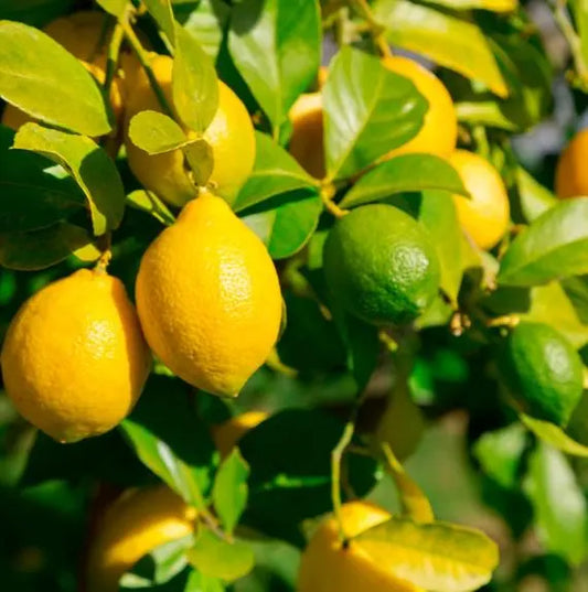 Meyer Lemon/Key Lime  Cocktail Tree