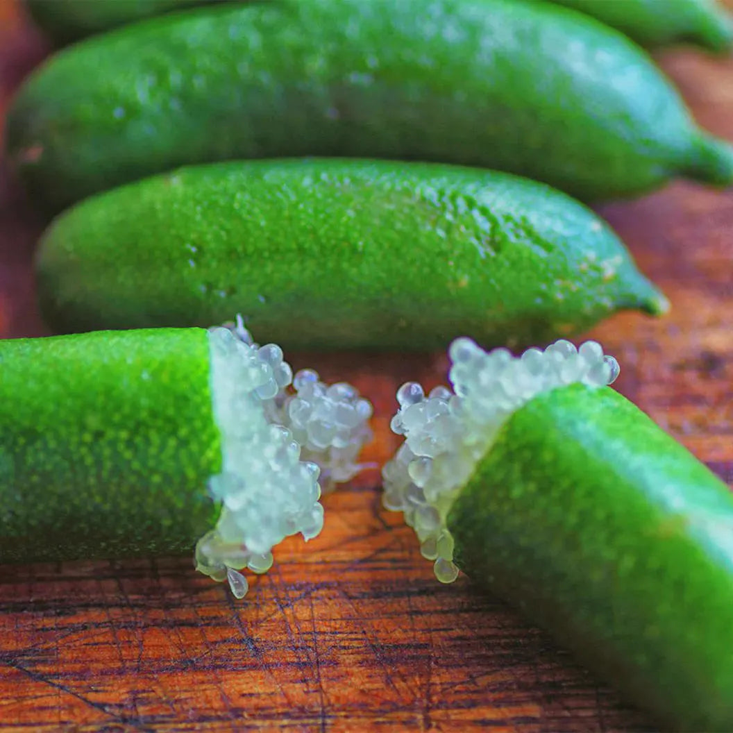 Finger Lime - Citrus Caviar Tree