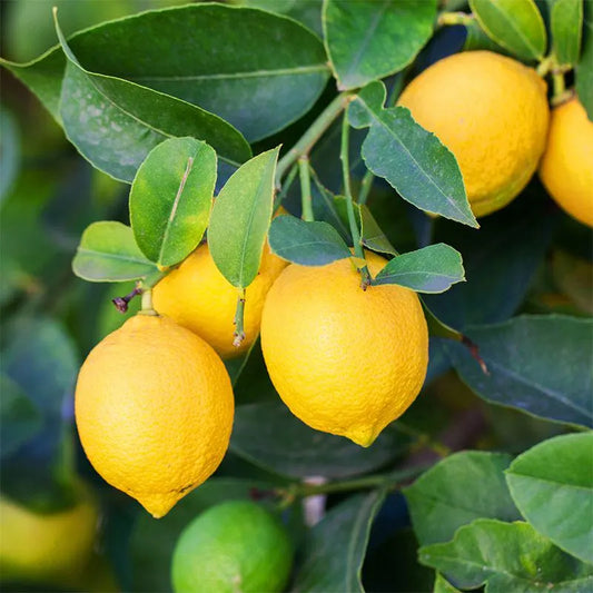 Lisbon Lemon Tree 2–3 Ft Tall