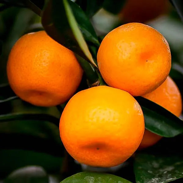 Seto Satsuma Tree 2–3 Ft Tall