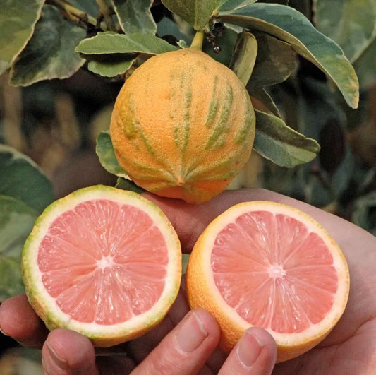 Variegated Pink Lemon Tree 2–3 Ft Tall