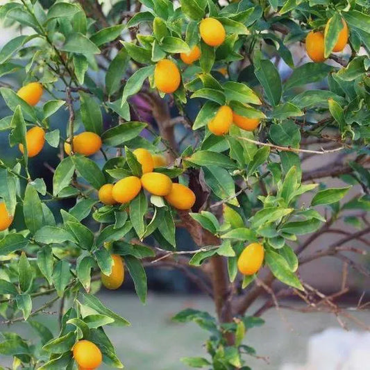 Nagami Kumquat Tree Live Citrus 2–3 ft Tall
