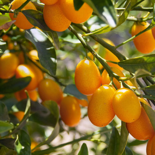 Nagami Kumquat Tree Live Citrus 2–3 ft Tall