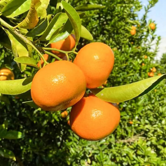 Ponkan Mandarin Tree 2–3 Ft Tall