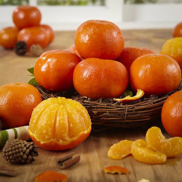 Sunburst Tangerine Tree 2–3 Ft