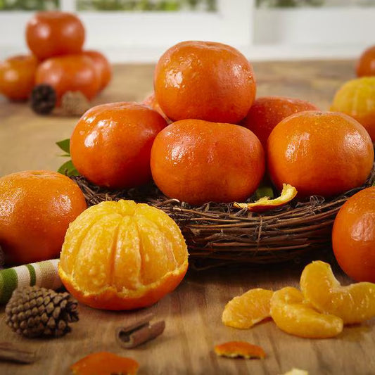 Sunburst Tangerine Tree 2–3 Ft