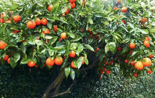 Tangelo Tree 2–3 Ft Tall