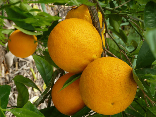 Valencia Orange Tree 2–3 Ft Tall